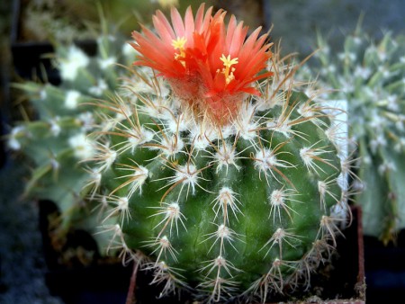 Parodia otuyensis